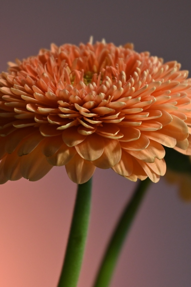 Два пышных цветка герберы крупным планом