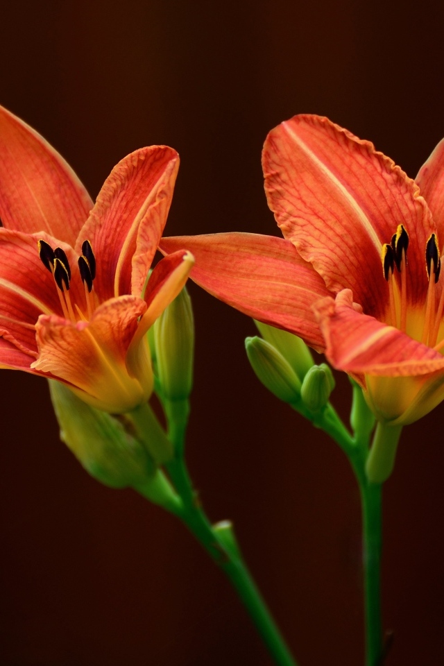 Два оранжевых цветка лилии на коричневом фоне