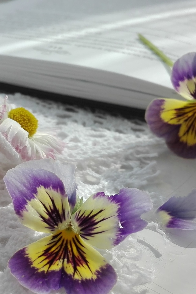 Два цветка анютины глазки с книгой и зефиром
