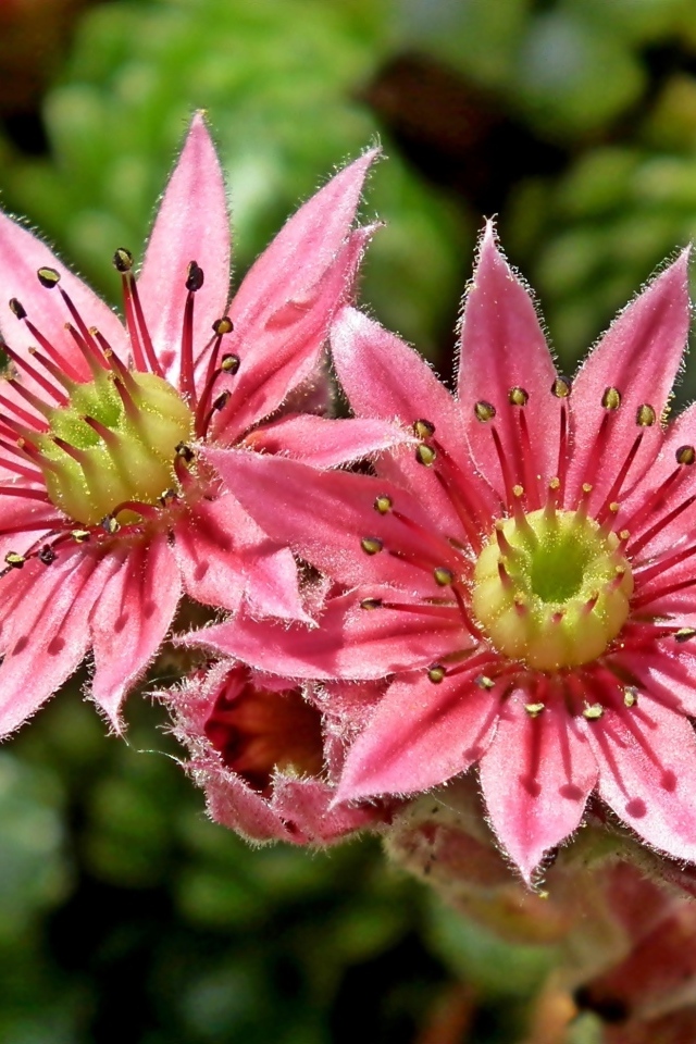 Два розовых цветка крупным планом