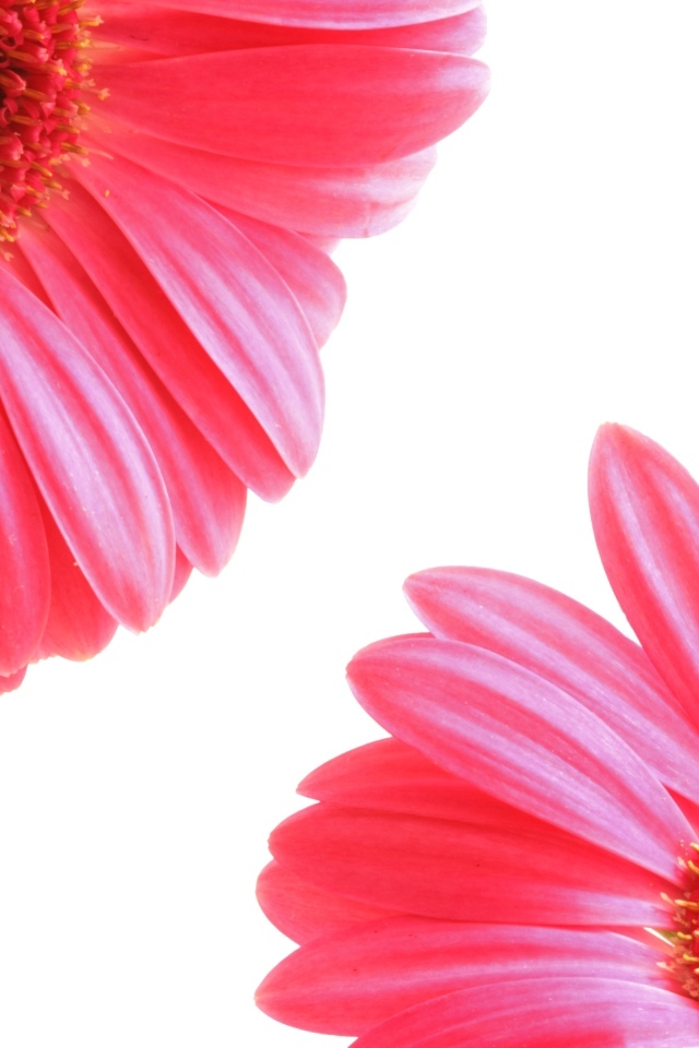 Два цветка розовой герберы на белом фоне