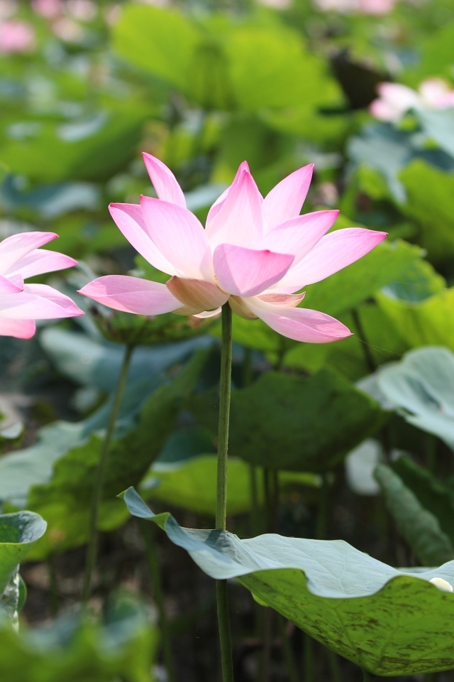 Два розовых цветка лотоса с зелеными листьями в пруду