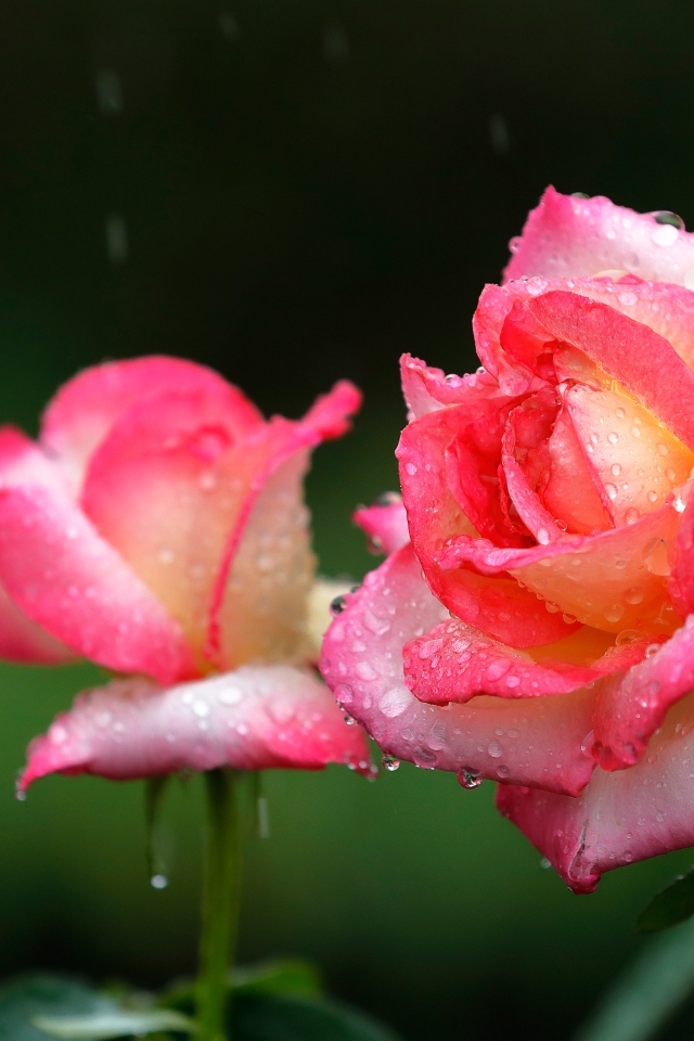 Две розовые розы под дождем