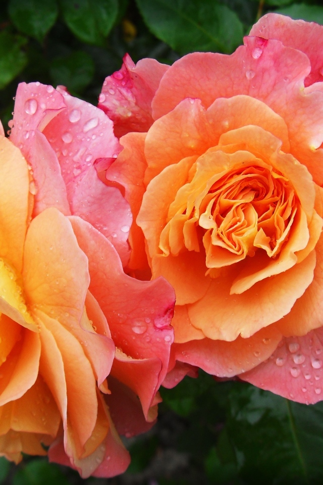 Две розовых розы в каплях воды вблизи