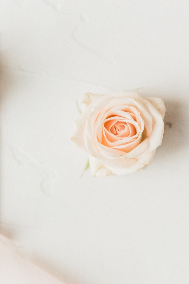 Две розовые розы на белом фоне