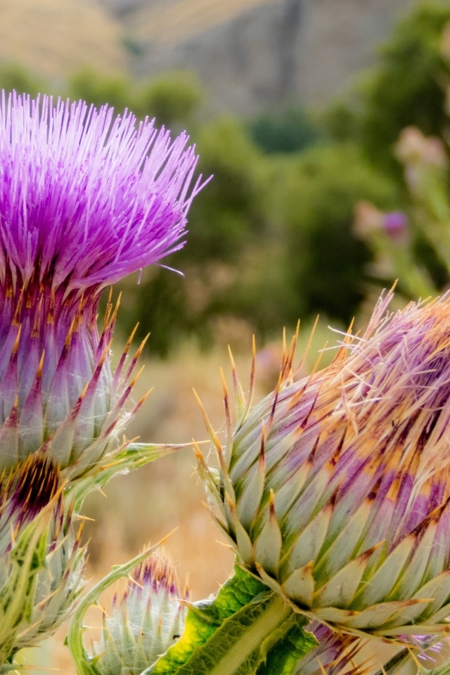 Два розовых колючих цветка чертополоха