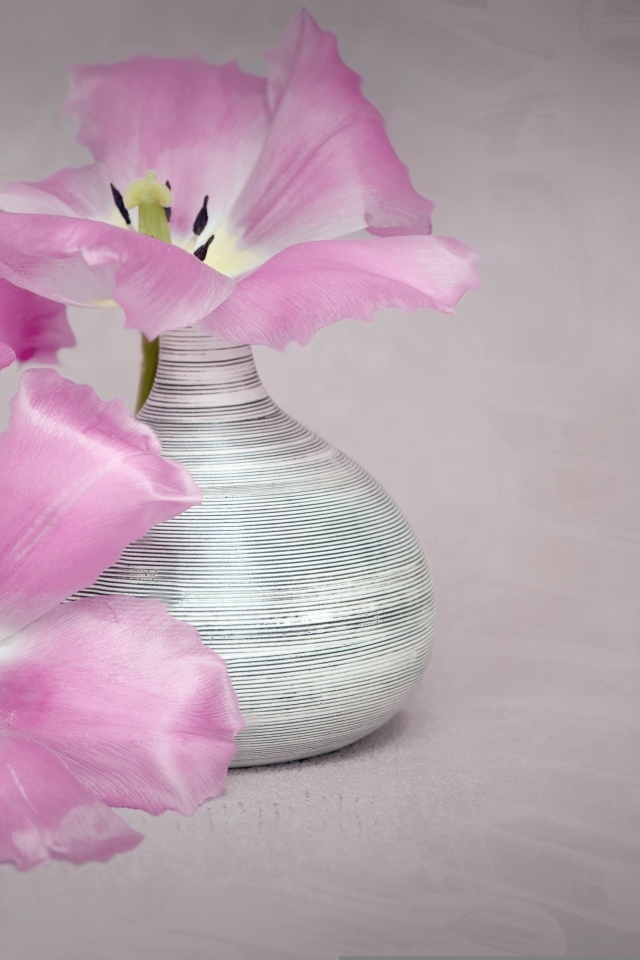Два розовых тюльпана с вазой на сером фоне