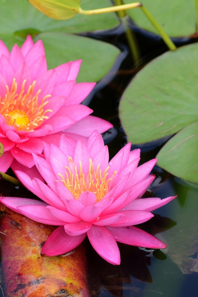 Два розовых цветка водяной лилии с зелеными листьями