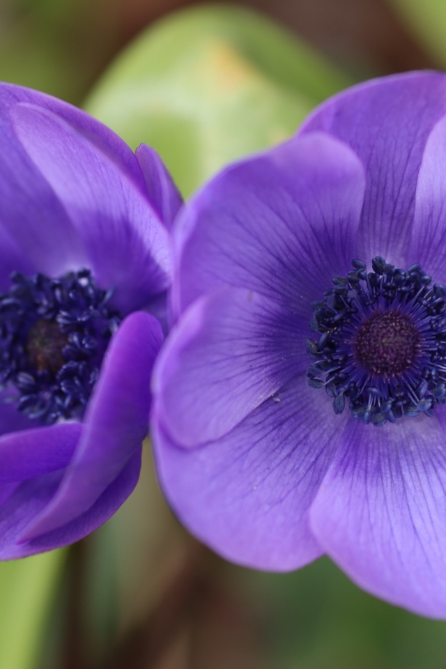 Два фиолетовых цветка анемона