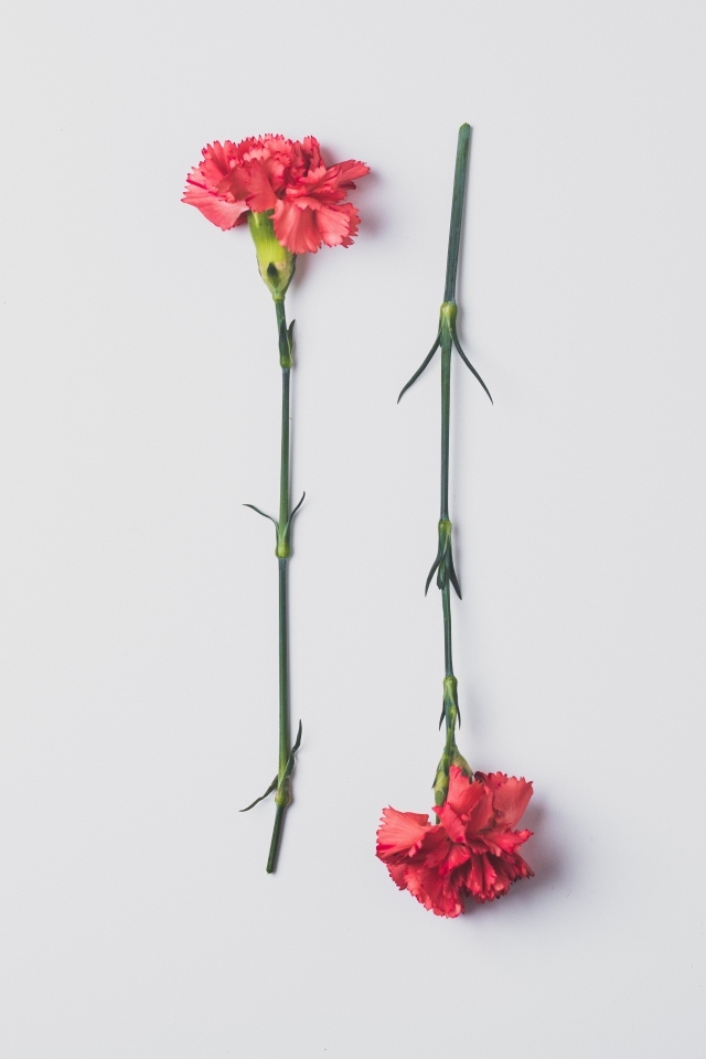 Две красные гвоздики на сером фоне