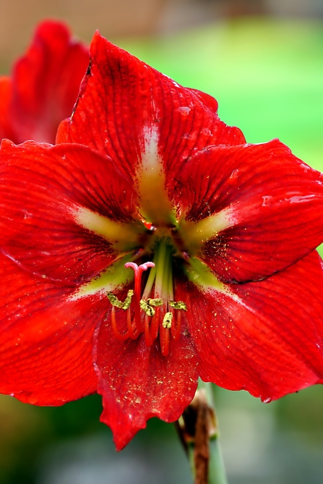 Два красных комнатных цветка амариллиса