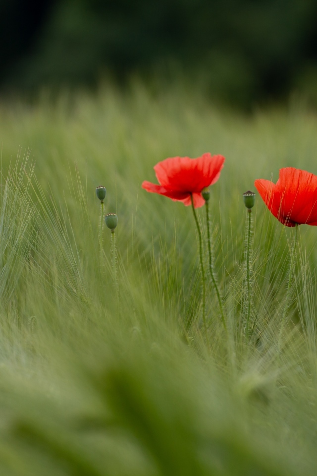 Два красных мака в зеленой пшенице