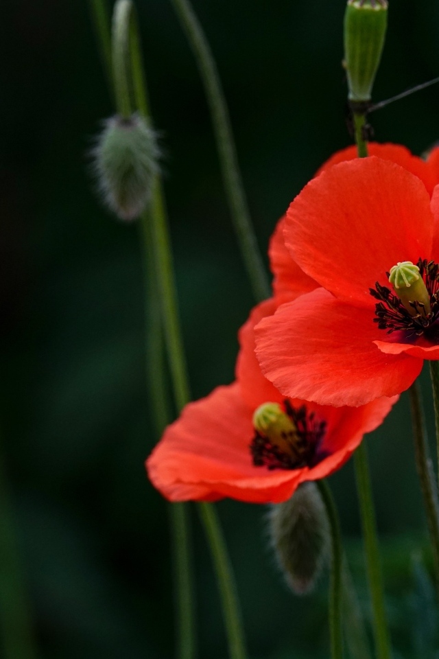 Два красных мака с бутонами в траве