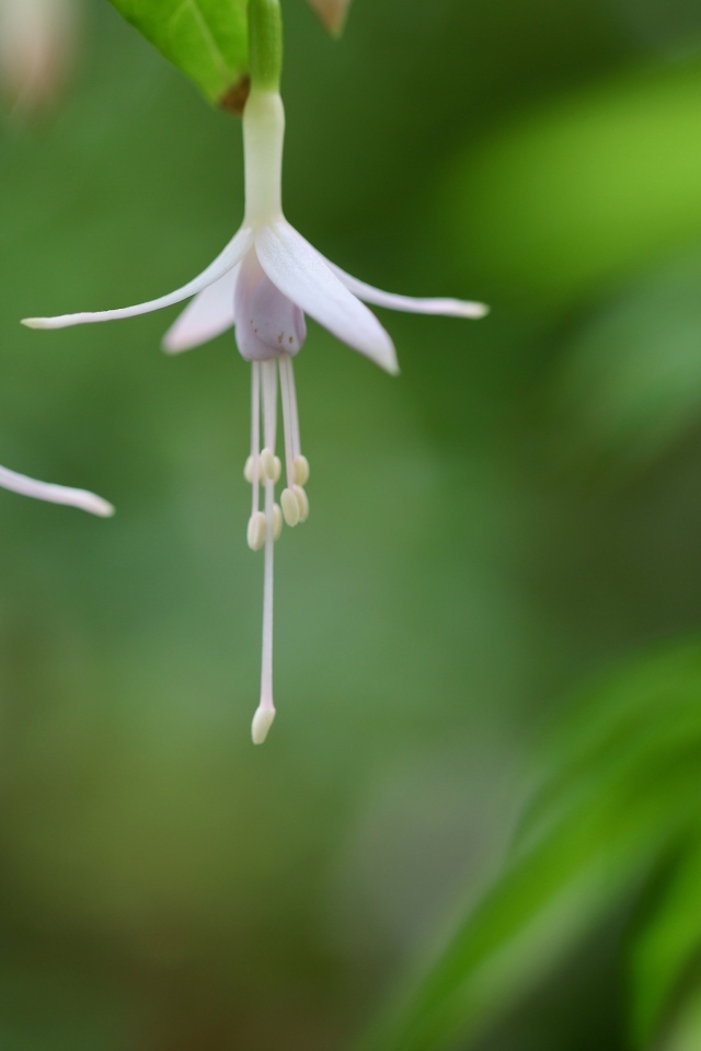 Два маленьких цветка фуксии 
