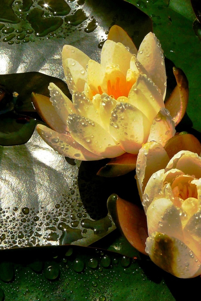 Две мокрых водяных лилии с зеленым листом в пруду