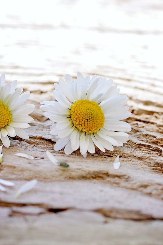 Два белых цветка ромашки на столе