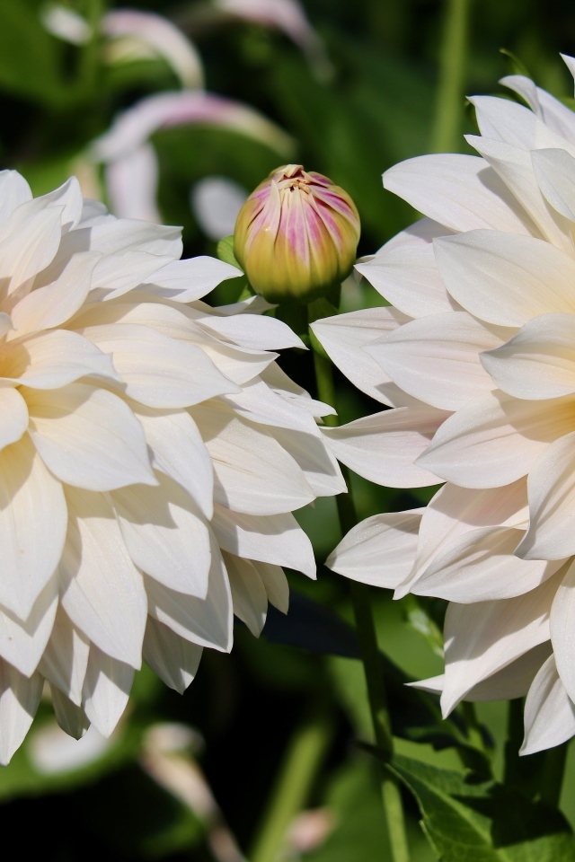 Два белых цветка георгина с бутонами крупным планом