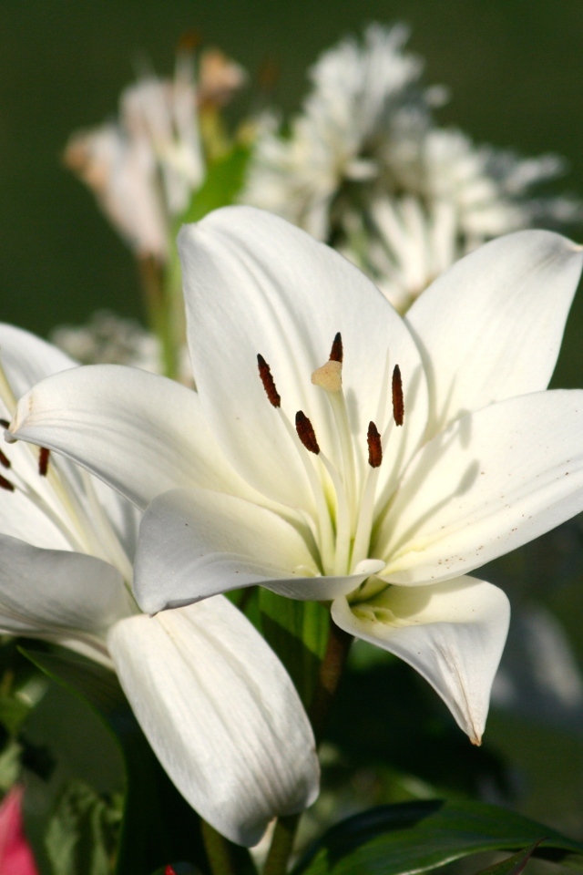 Две белые лилии крупным планом на клумбе