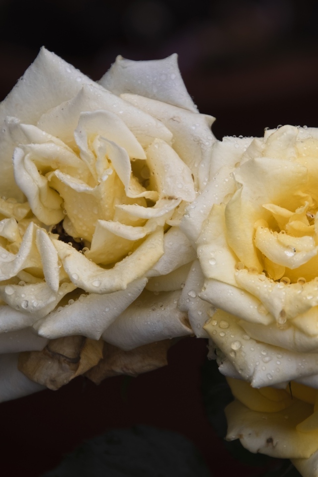 Две белые розы в каплях  росы на черном фоне