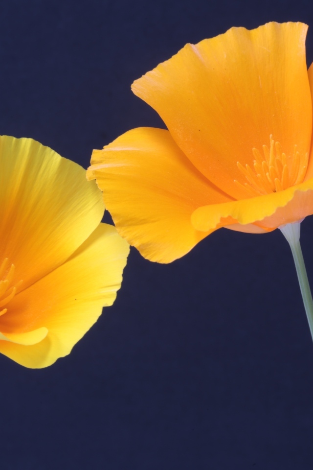 Два желтых цветка эшшольция на синем фоне