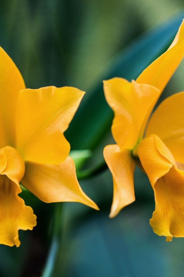 Два желтых нарцисса крупным планом