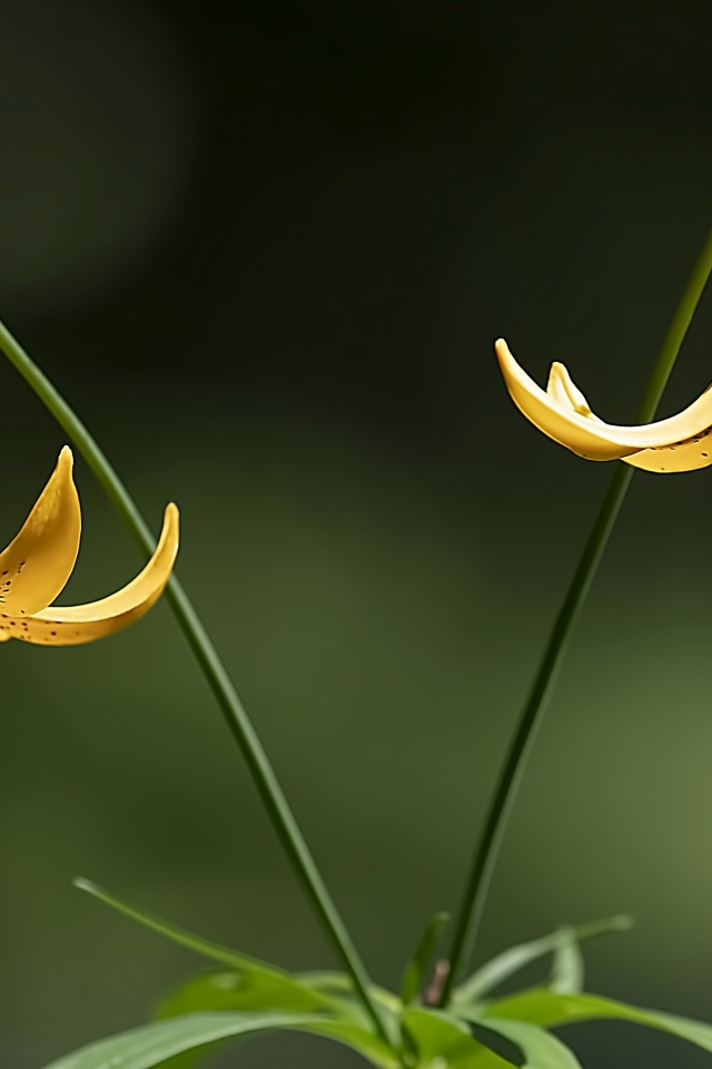 Две желтые лилии на зеленом фоне