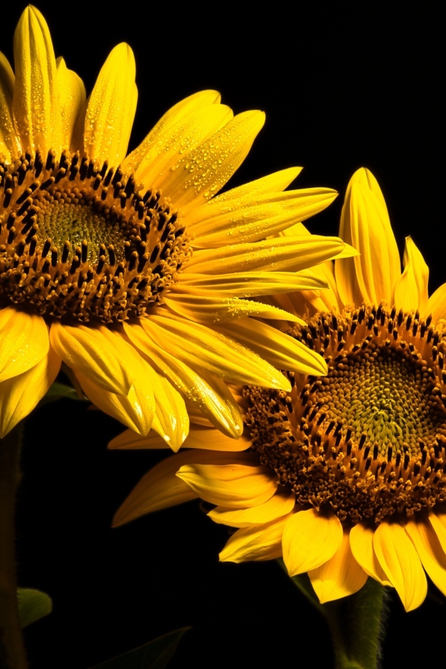 Два желтых подсолнуха на черном фоне