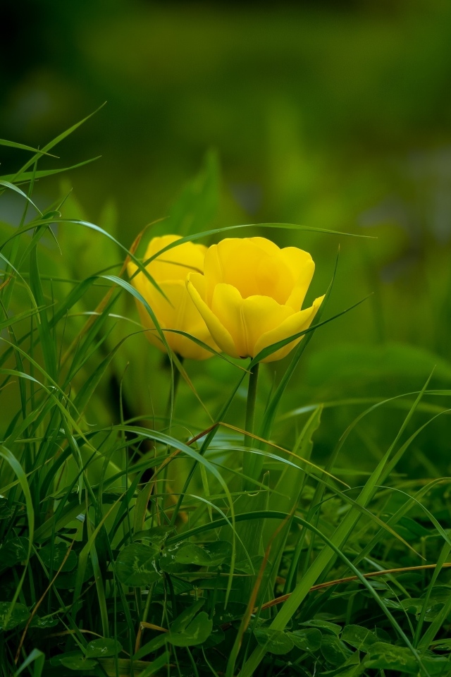Два желтых тюльпана в зеленой траве
