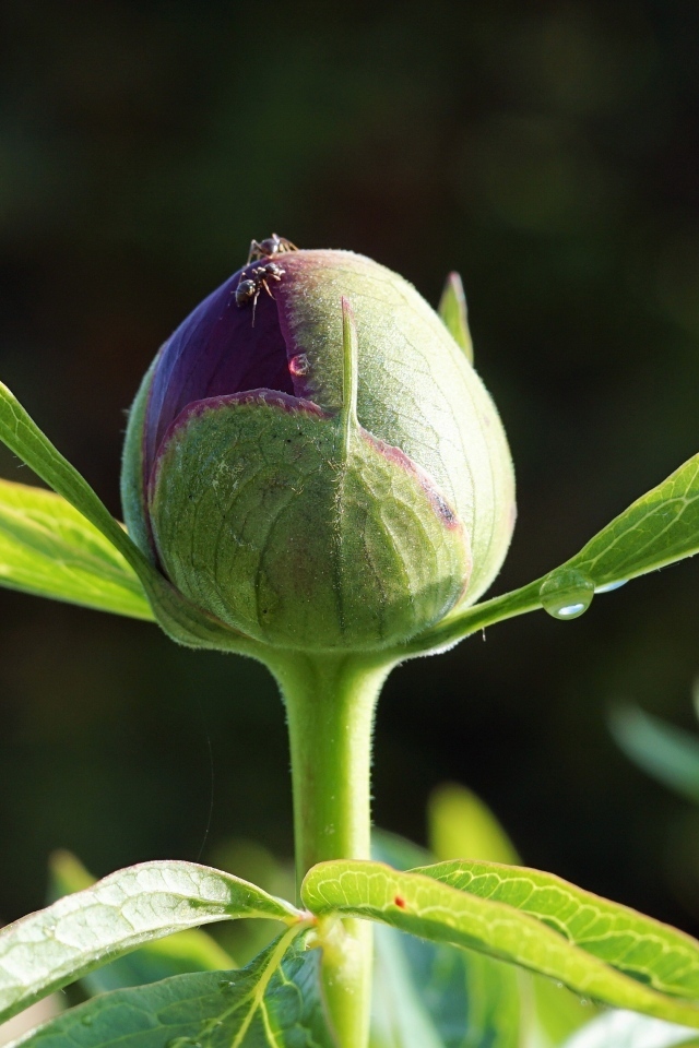 Нераспустившийся бутон пиона крупным планом