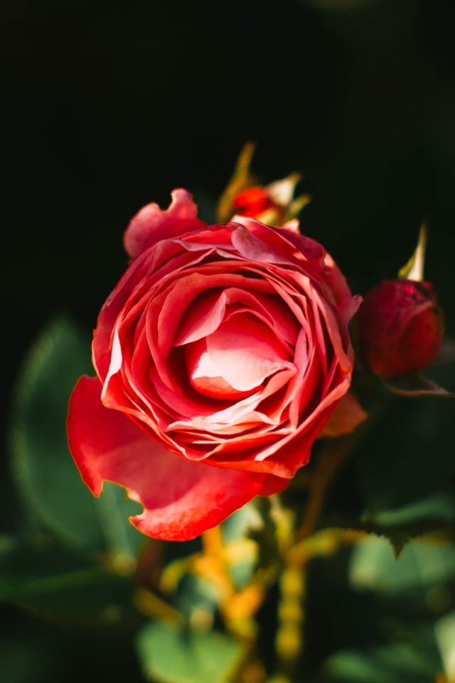 Нераспустившаяся красная роза с бутонами на клумбе