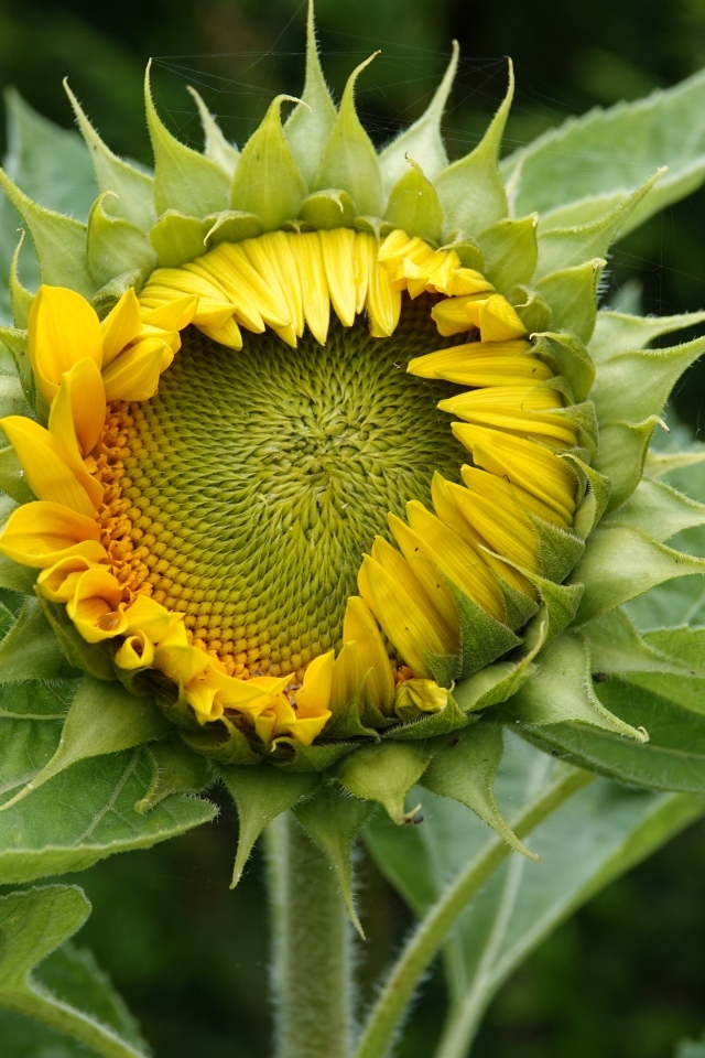 Нераспустившийся цветок подсолнуха крупным планом