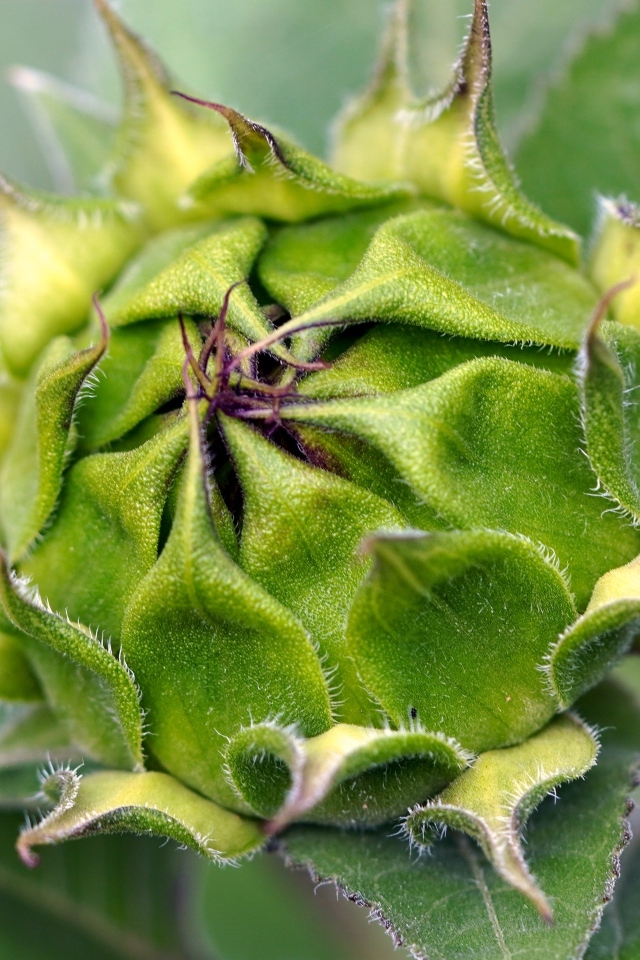 Нераспустившийся цветок подсолнуха крупным планом
