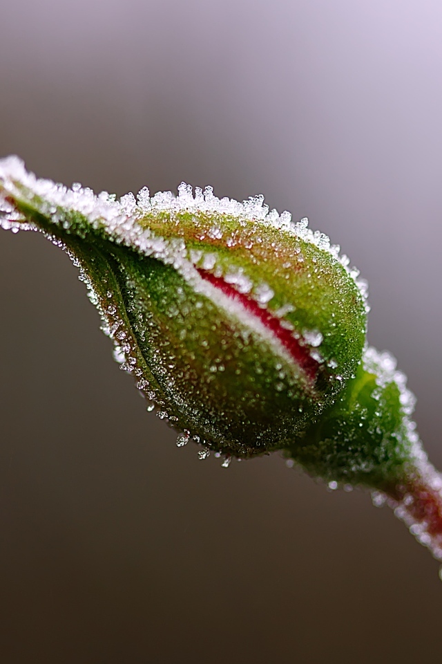 Нераспустившийся бутон розы в инее