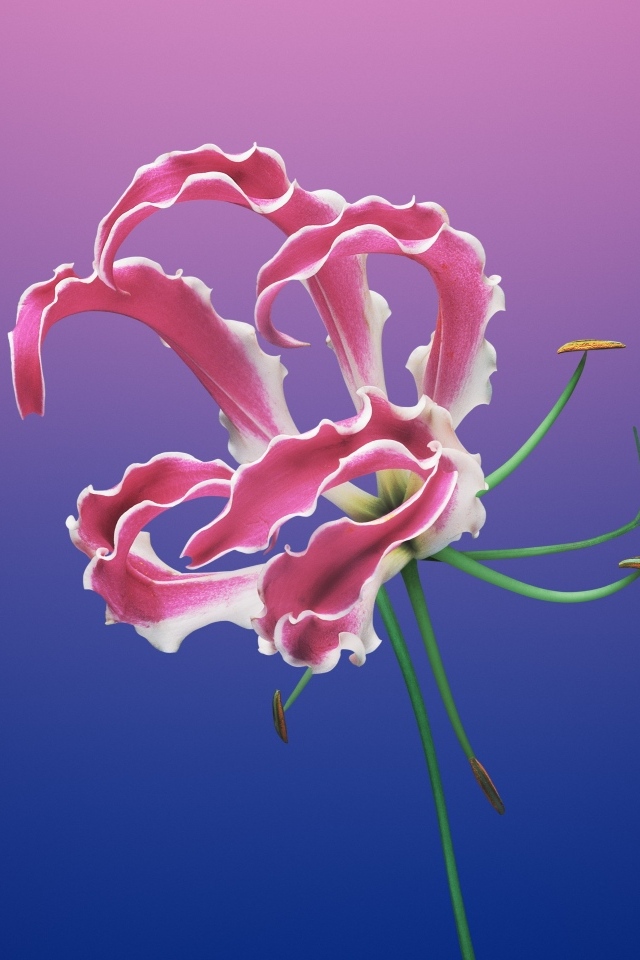 Необычная розовая лилия на синем фоне