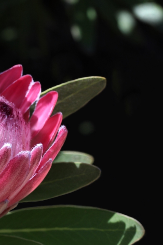 Необычный розовый цветок протея