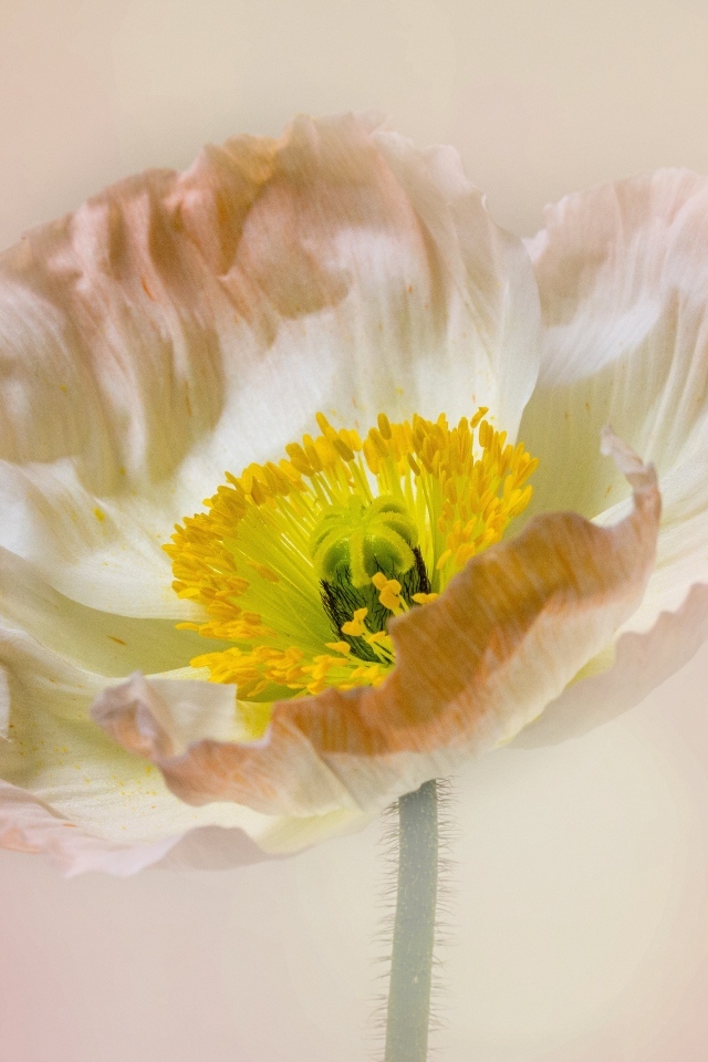 Необыкновенный цветок мака на розовом фоне