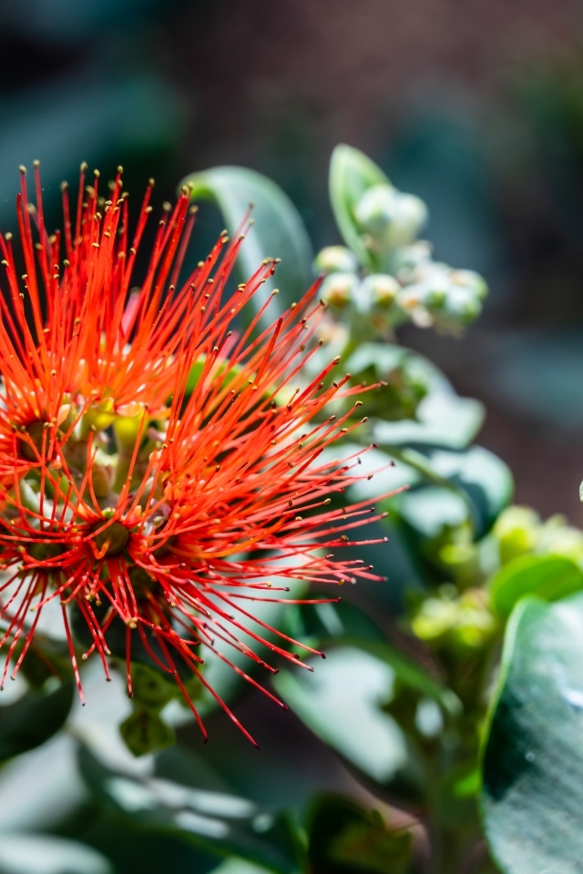 Необычный красный цветок эвкалипта крупным планом