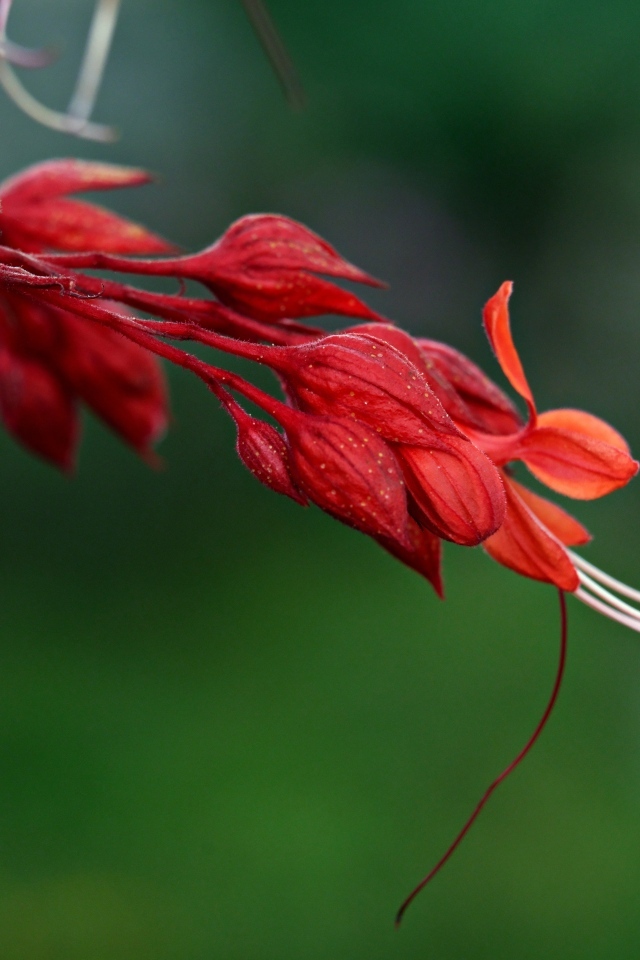 Необычный красный цветок на зеленом фоне