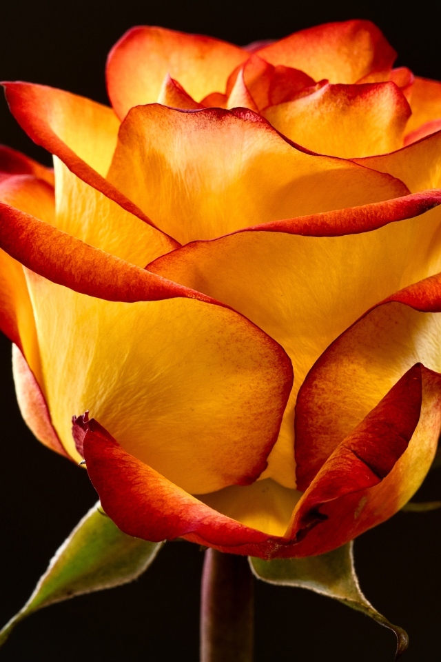 Необычная роза на черном фоне крупным планом