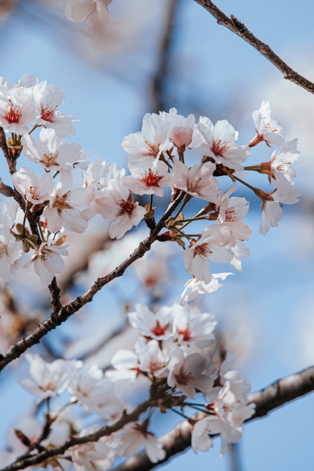 Буйное цветение абрикоса весной