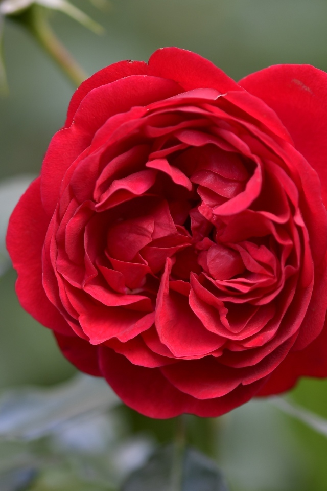 Вид на пышную красную розу