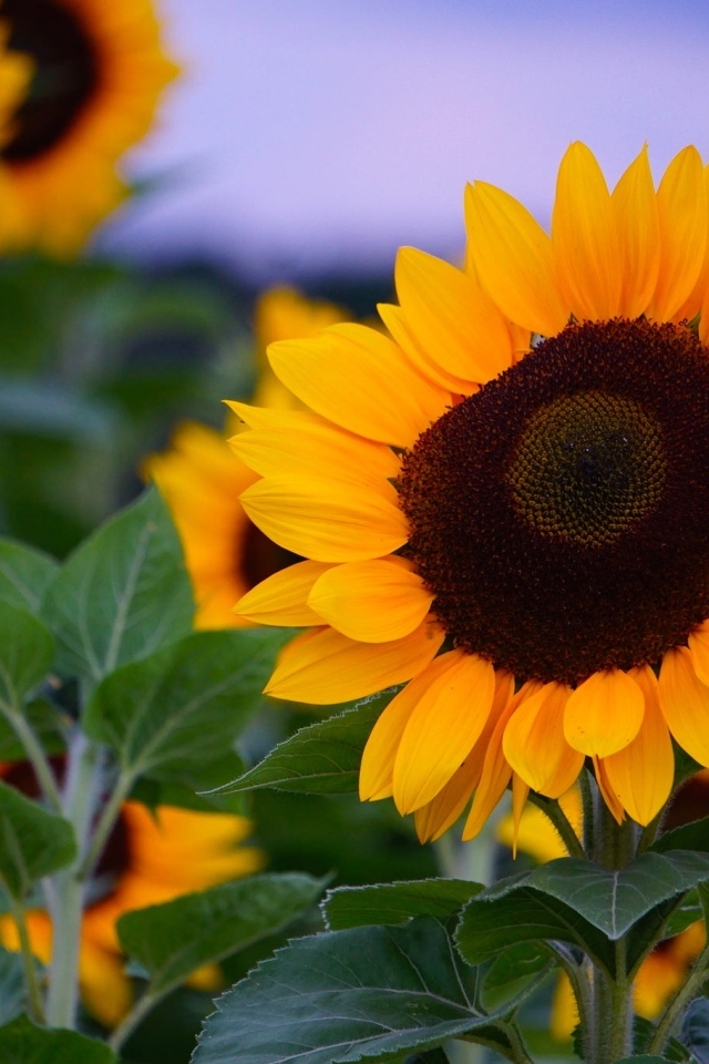 Теплые желтые подсолнухи на поле