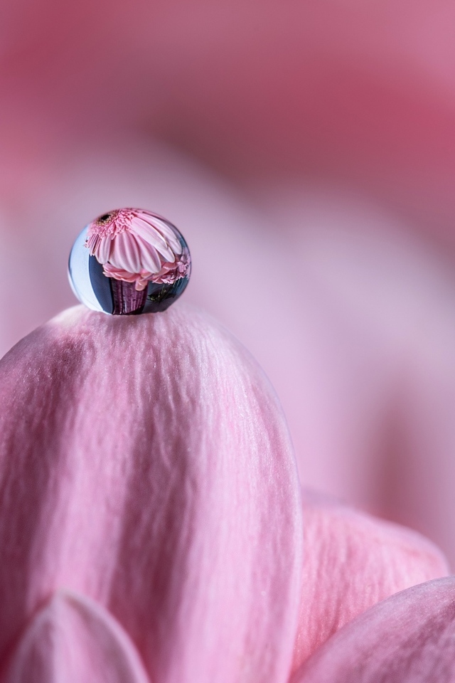 Капля воды на розовом лепестке