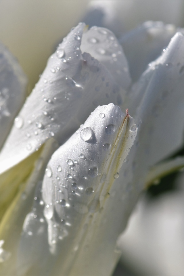 Капли воды на белых лепестках тюльпана