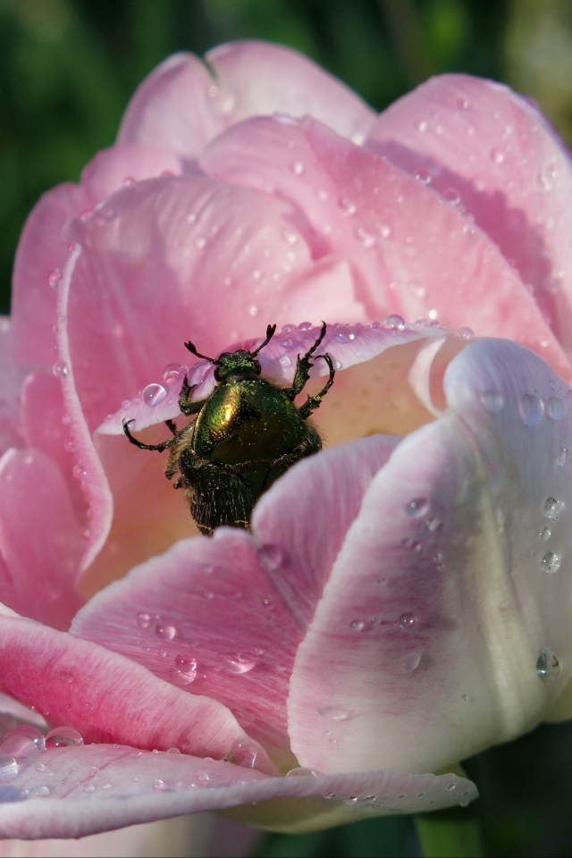 Мокрый розовый тюльпан с жуком крупным планом
