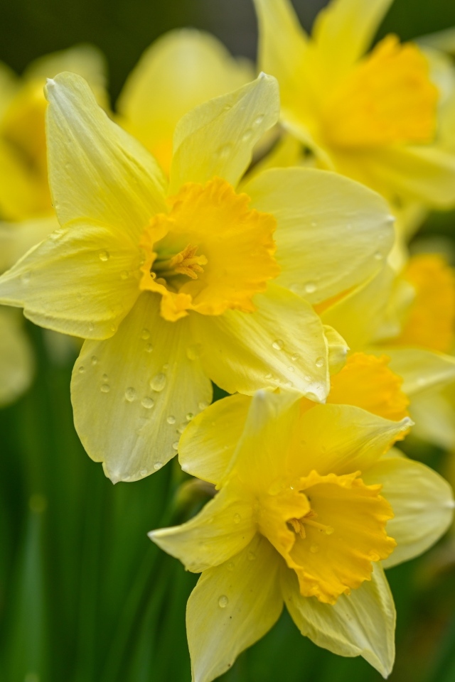 Мокрые желтые нарциссы на клумбе