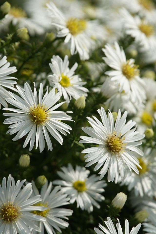 Белые цветы сентябринка крупным планом