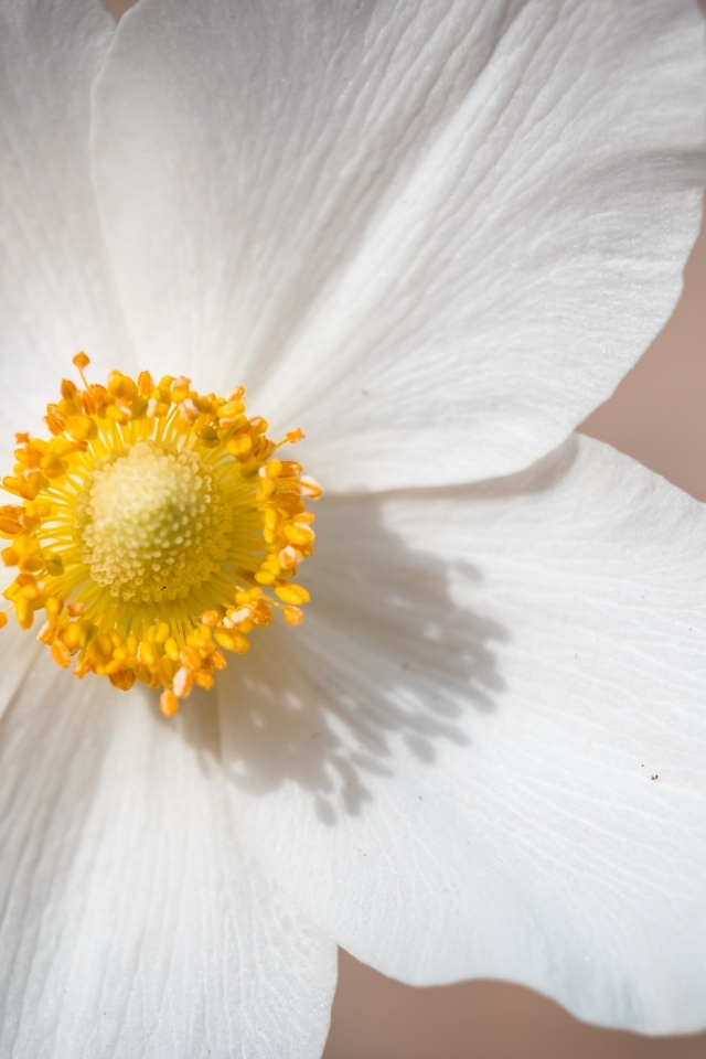 Белый цветок анемоны крупным планом