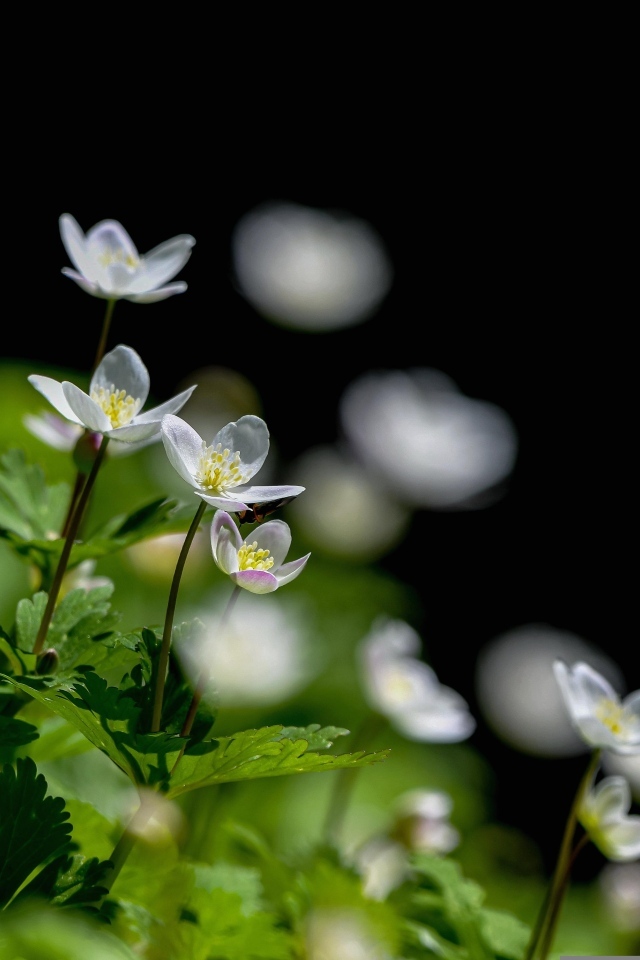 Белые цветы ветреница с зелеными листьями