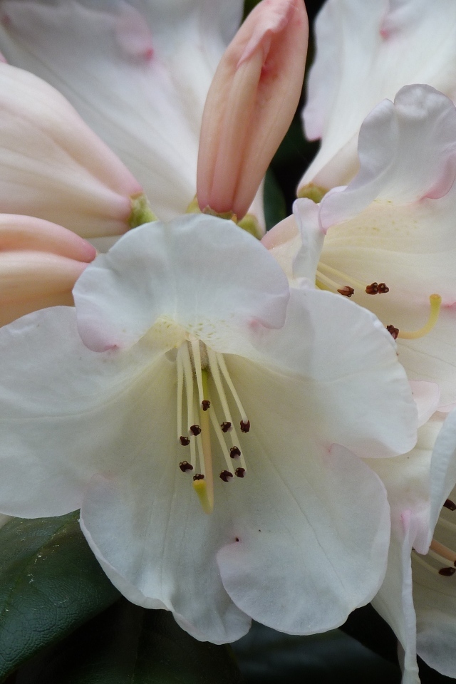 Белые цветы азалии крупным планом